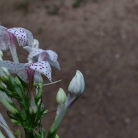 Pseuderanthemum maculatum (G.Lodd.) I.M.Turner